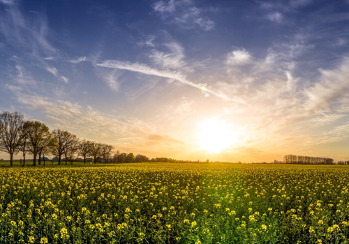 IES Agriculture Weather Services